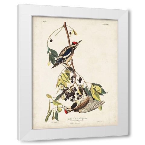 Pl. 190 Yellow-bellied Woodpecker White Modern Wood Framed Art Print by Audubon, John James