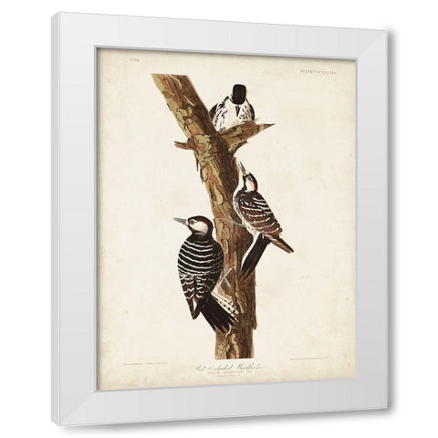 Pl. 389 Red-cockaded Woodpecker White Modern Wood Framed Art Print by Audubon, John James