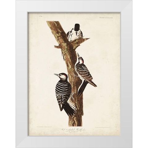 Pl. 389 Red-cockaded Woodpecker White Modern Wood Framed Art Print by Audubon, John James