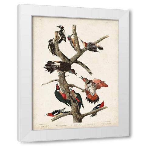 Pl. 416 Hairy Woodpecker White Modern Wood Framed Art Print by Audubon, John James