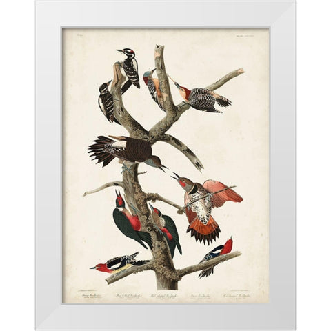 Pl. 416 Hairy Woodpecker White Modern Wood Framed Art Print by Audubon, John James