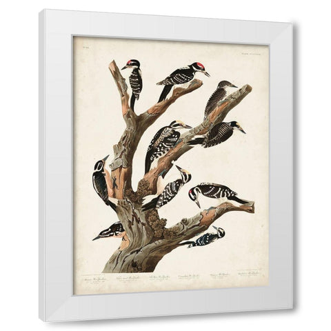 Pl. 417 Marias Woodpecker White Modern Wood Framed Art Print by Audubon, John James