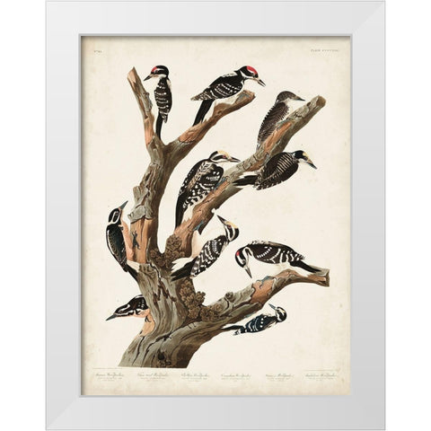 Pl. 417 Marias Woodpecker White Modern Wood Framed Art Print by Audubon, John James