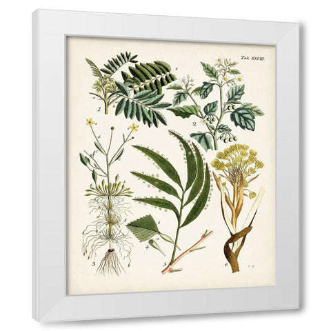 Fanciful Ferns I White Modern Wood Framed Art Print by Unknown