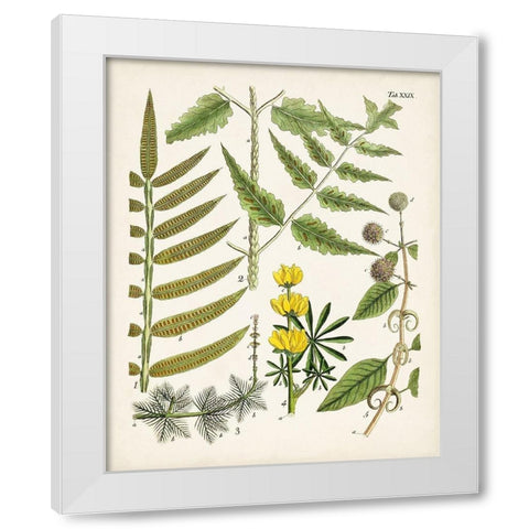 Fanciful Ferns II White Modern Wood Framed Art Print by Unknown