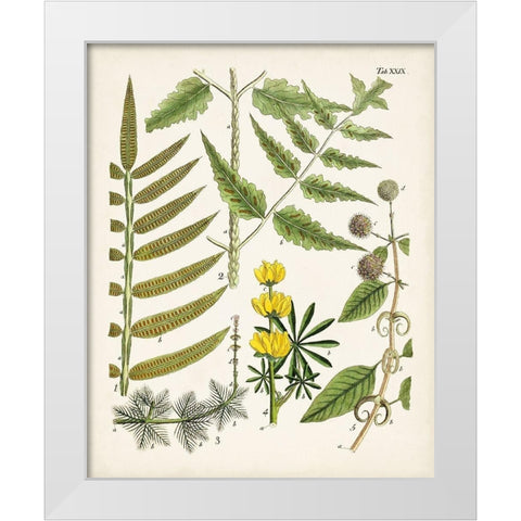Fanciful Ferns II White Modern Wood Framed Art Print by Unknown