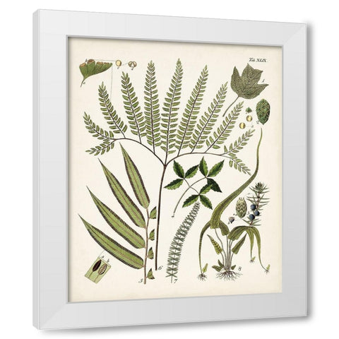 Fanciful Ferns III White Modern Wood Framed Art Print by Unknown