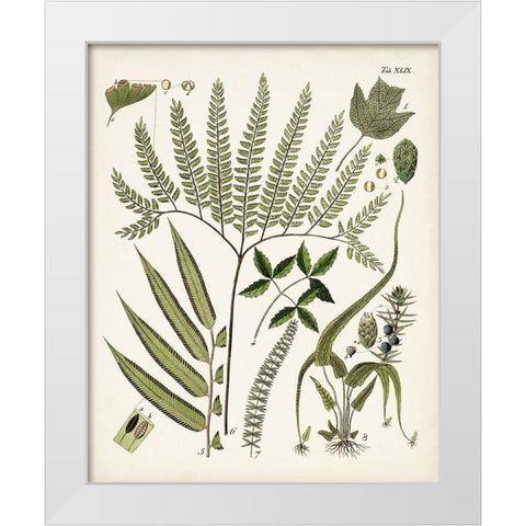 Fanciful Ferns III White Modern Wood Framed Art Print by Unknown