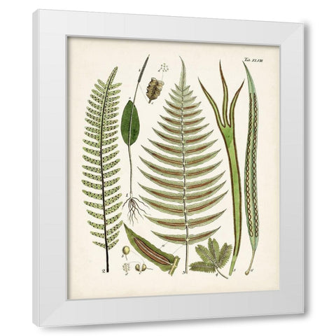 Fanciful Ferns V White Modern Wood Framed Art Print by Unknown