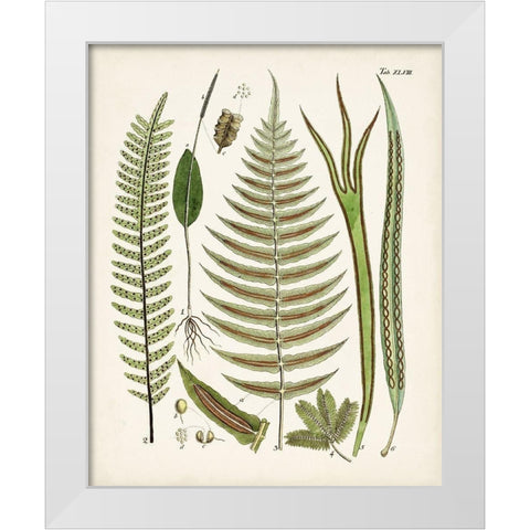 Fanciful Ferns V White Modern Wood Framed Art Print by Unknown