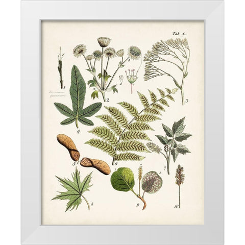 Fanciful Ferns VI White Modern Wood Framed Art Print by Unknown