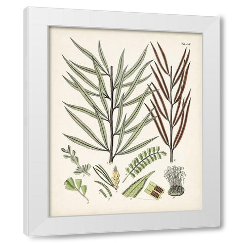 Fanciful Ferns VIII White Modern Wood Framed Art Print by Unknown