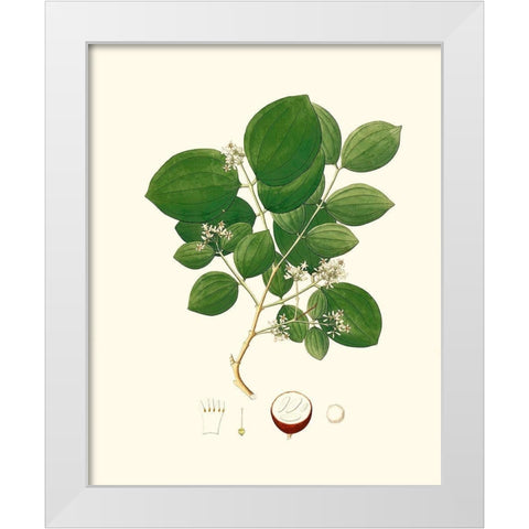 Spring Green Foliage I White Modern Wood Framed Art Print by Unknown