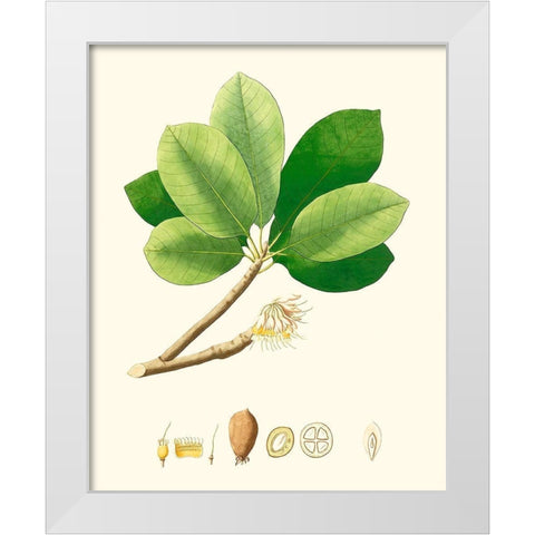 Spring Green Foliage II White Modern Wood Framed Art Print by Unknown