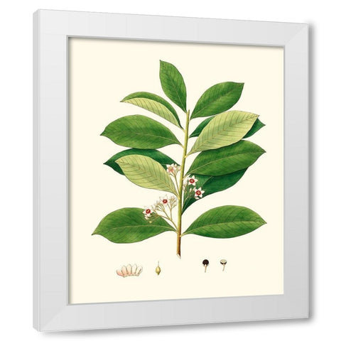Spring Green Foliage III White Modern Wood Framed Art Print by Unknown