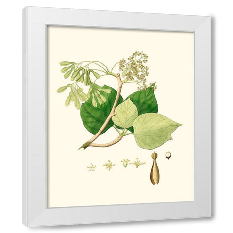 Spring Green Foliage IV White Modern Wood Framed Art Print by Unknown