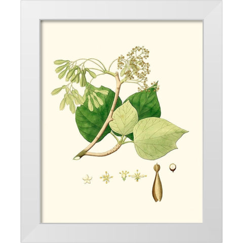 Spring Green Foliage IV White Modern Wood Framed Art Print by Unknown