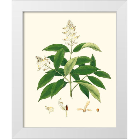 Spring Green Foliage V White Modern Wood Framed Art Print by Unknown