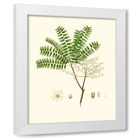 Spring Green Foliage VIII White Modern Wood Framed Art Print by Unknown