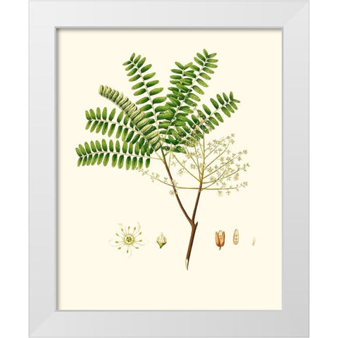 Spring Green Foliage VIII White Modern Wood Framed Art Print by Unknown