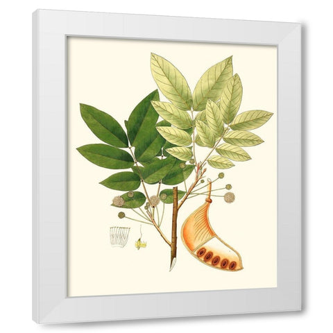 Spring Green Foliage IX White Modern Wood Framed Art Print by Unknown