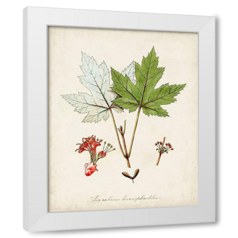 Antique Tree Study I White Modern Wood Framed Art Print by Unknown