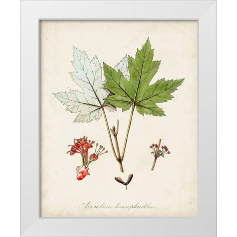 Antique Tree Study I White Modern Wood Framed Art Print by Unknown