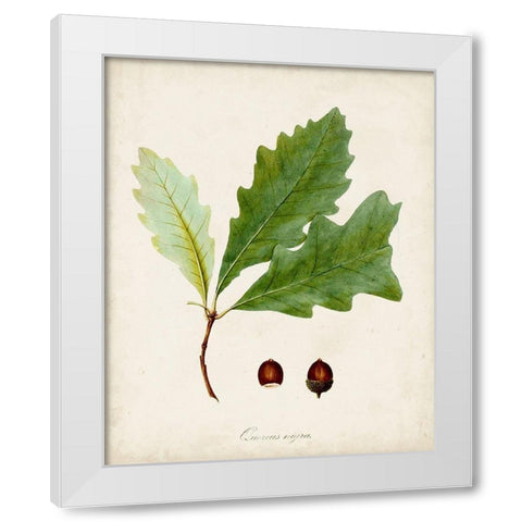 Antique Tree Study II White Modern Wood Framed Art Print by Unknown