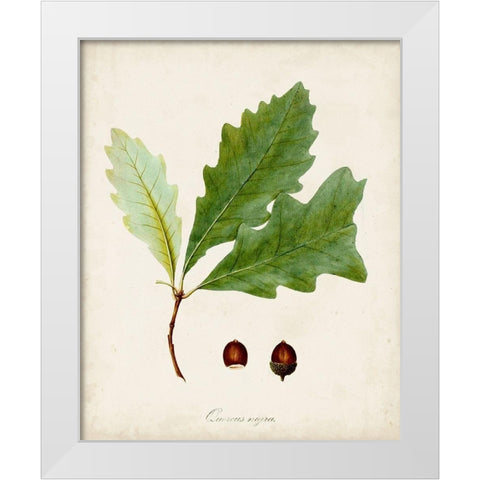 Antique Tree Study II White Modern Wood Framed Art Print by Unknown