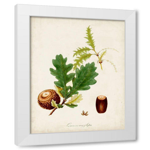 Antique Tree Study III White Modern Wood Framed Art Print by Unknown