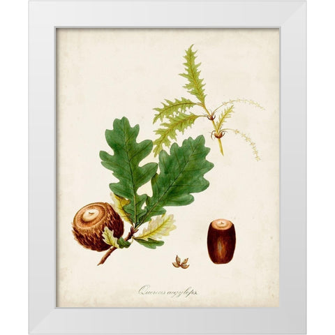 Antique Tree Study III White Modern Wood Framed Art Print by Unknown