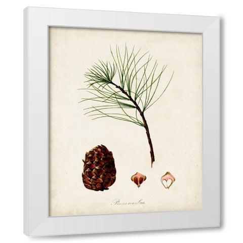 Antique Tree Study IV White Modern Wood Framed Art Print by Unknown