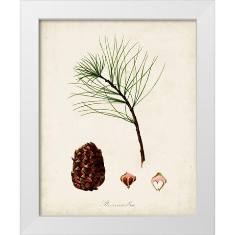 Antique Tree Study IV White Modern Wood Framed Art Print by Unknown