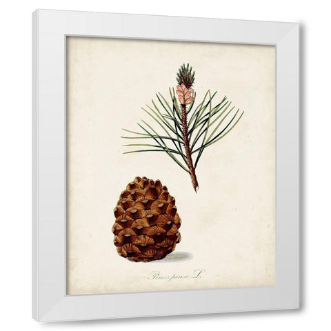 Antique Tree Study V White Modern Wood Framed Art Print by Unknown
