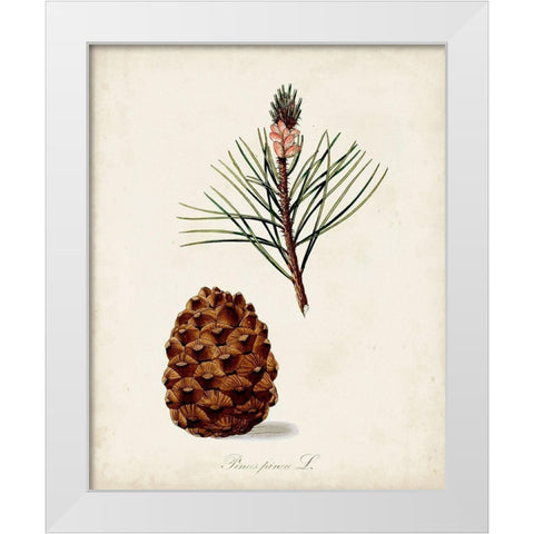 Antique Tree Study V White Modern Wood Framed Art Print by Unknown