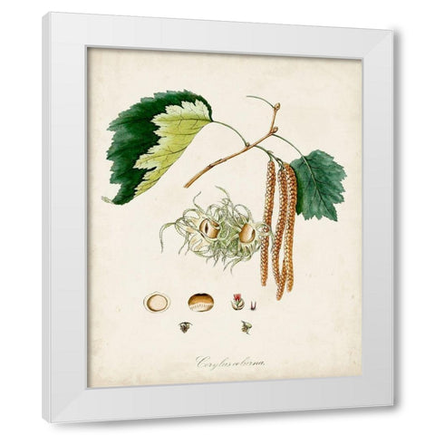 Antique Tree Study VI White Modern Wood Framed Art Print by Unknown