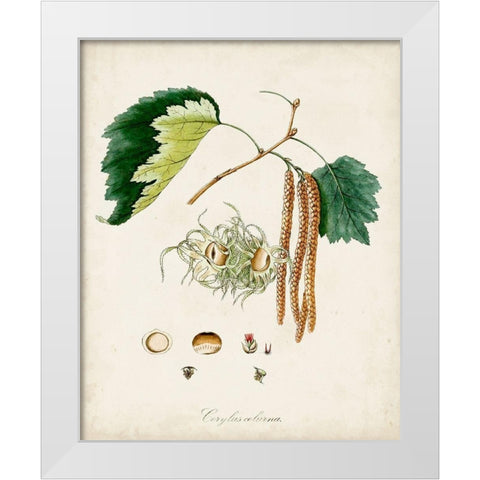 Antique Tree Study VI White Modern Wood Framed Art Print by Unknown