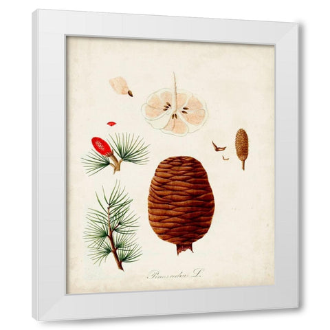 Antique Tree Study VII White Modern Wood Framed Art Print by Unknown