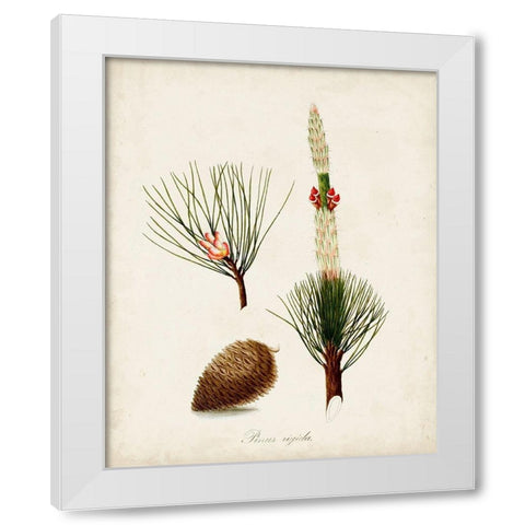 Antique Tree Study VIII White Modern Wood Framed Art Print by Unknown