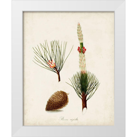 Antique Tree Study VIII White Modern Wood Framed Art Print by Unknown