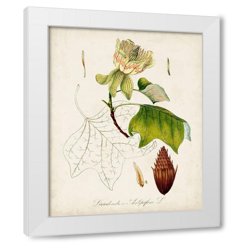 Antique Tree Study IX White Modern Wood Framed Art Print by Unknown
