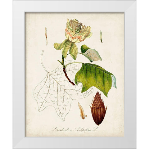 Antique Tree Study IX White Modern Wood Framed Art Print by Unknown