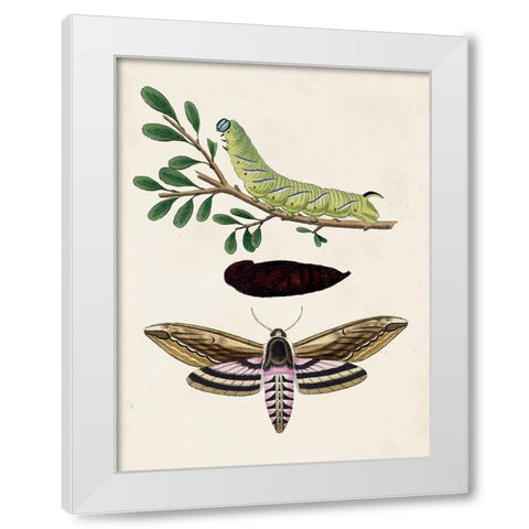 Caterpillar and Moth I White Modern Wood Framed Art Print by Unknown