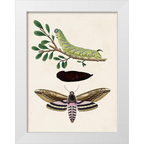 Caterpillar and Moth I White Modern Wood Framed Art Print by Unknown