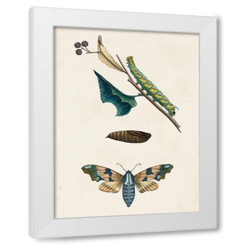 Caterpillar and Moth II White Modern Wood Framed Art Print by Unknown