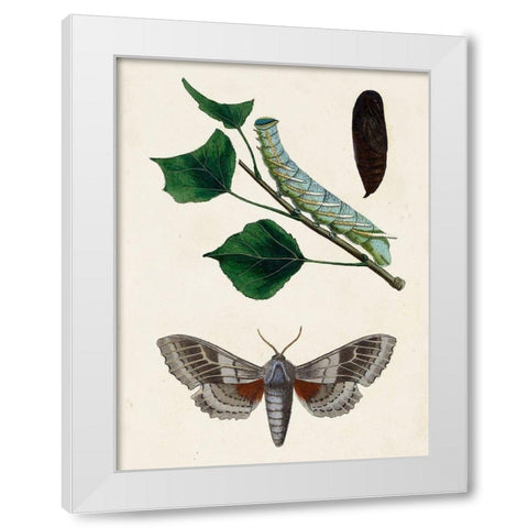 Caterpillar and Moth III White Modern Wood Framed Art Print by Unknown