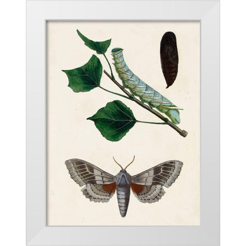 Caterpillar and Moth III White Modern Wood Framed Art Print by Unknown