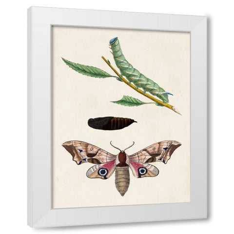 Caterpillar and Moth IV White Modern Wood Framed Art Print by Unknown