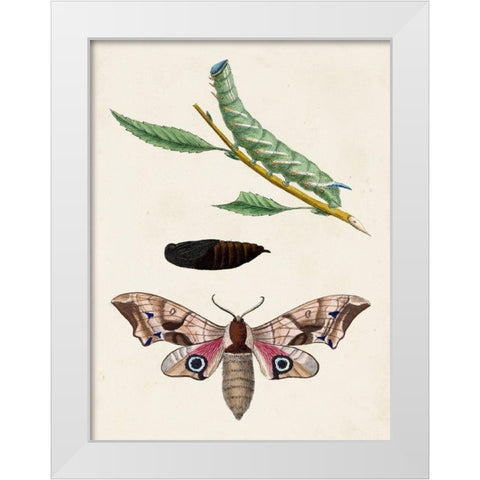 Caterpillar and Moth IV White Modern Wood Framed Art Print by Unknown