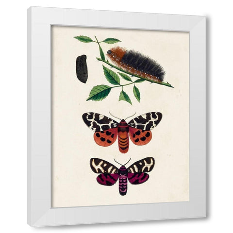 Caterpillar and Moth V White Modern Wood Framed Art Print by Unknown